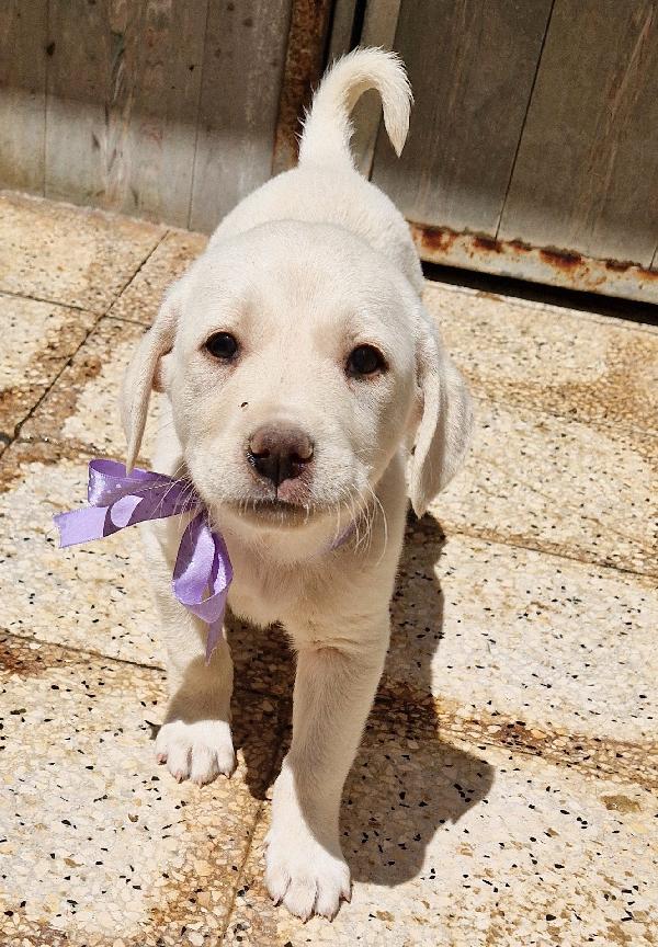 LILLYBETH,IN CANILE,ADOTTABILE IN TUTTA ITALIA! Foto 3
